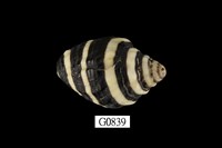 藏品(斑馬峨螺)的圖片